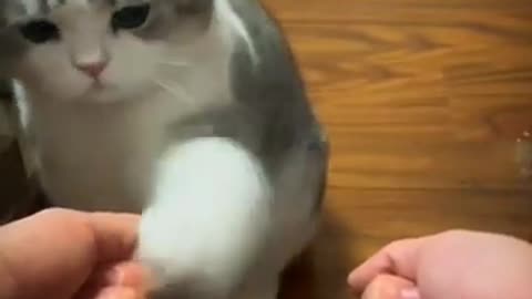 Funny Animals Videos
