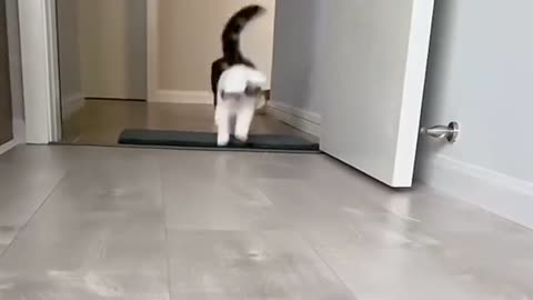 The bouncing cat is so cute!