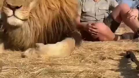 The Lion - Fear or Grace