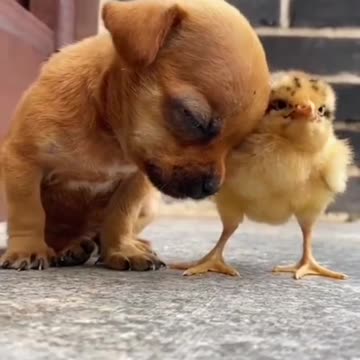 cute puppy and chiks love #short#