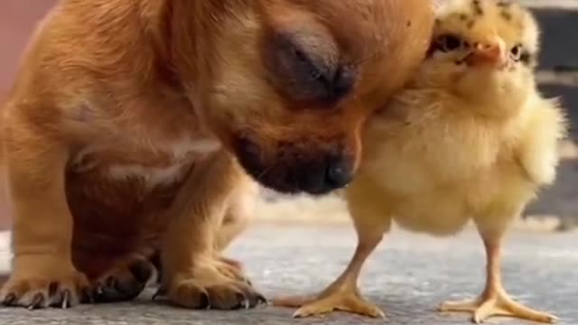 cute puppy and chiks love #short#