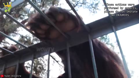 Animals being animal