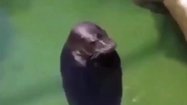 Seal got the moves
