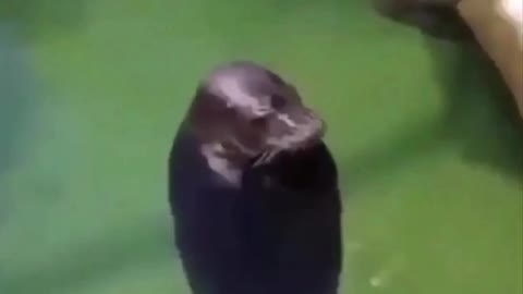 Seal got the moves