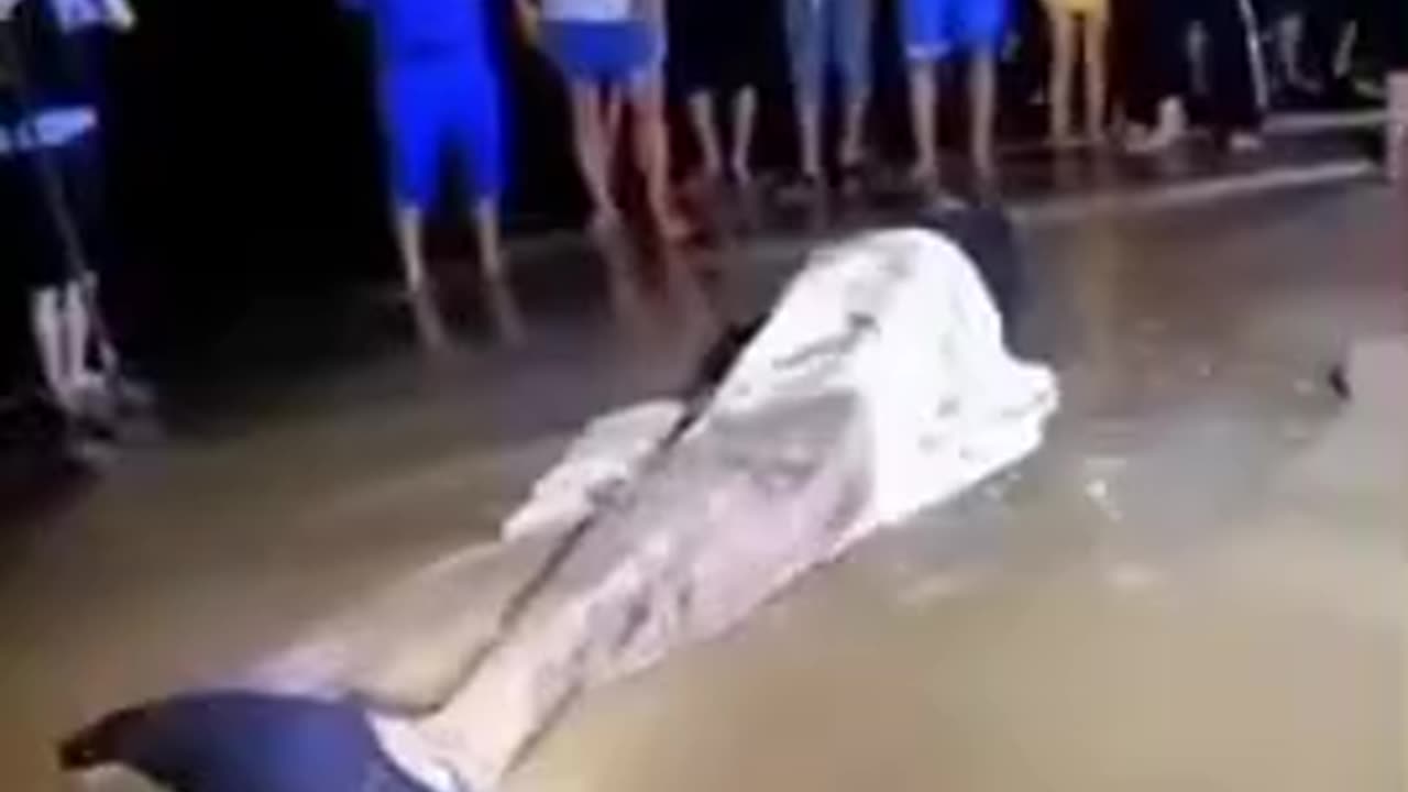 MYSTERIOUS MERMAID?