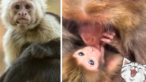 Monkey playing with his child with his tongue