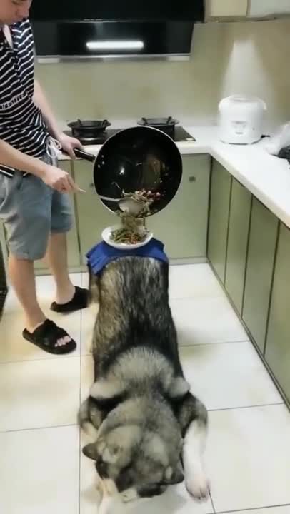 Super cute dogs pigeons eating on mobile #shorts