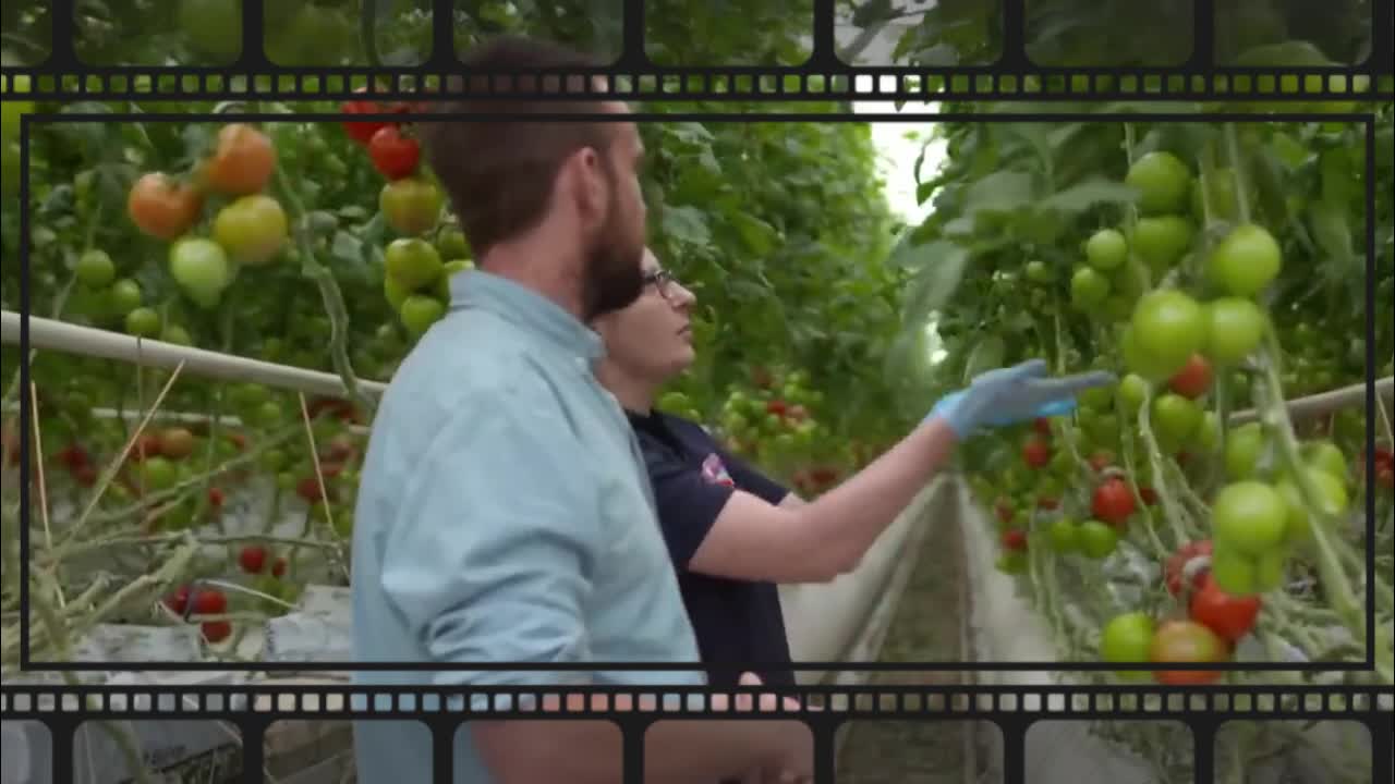 Indoor tomato cultivation with 94% less water and no soil