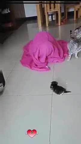 Cat cat cat cat funny