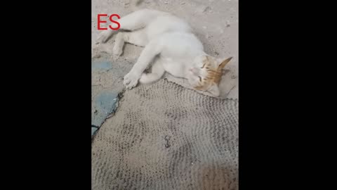 New cat video funny video