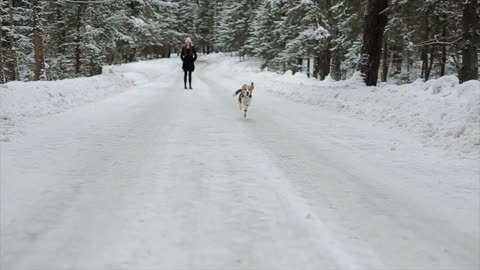 The Beagle dog runs in the snow. Beagle walks in the snowing winter. Girl having fun with her dog