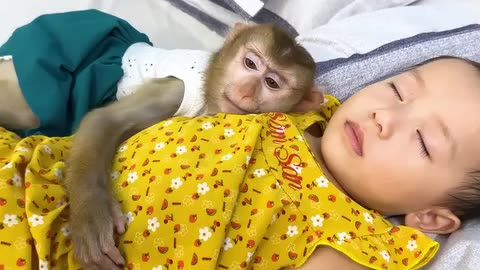 Baby Monkey and Family