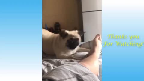 funny animals moments 10 - rac