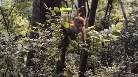 Funny cutee monkey videos...