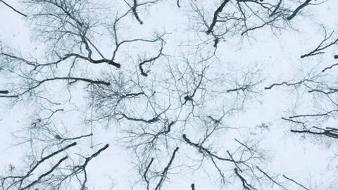 leafless trees in a winter forest