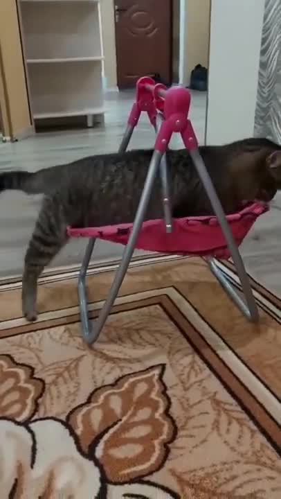 Cats and dogs _ cats meowing _ cats funny videos #shorts