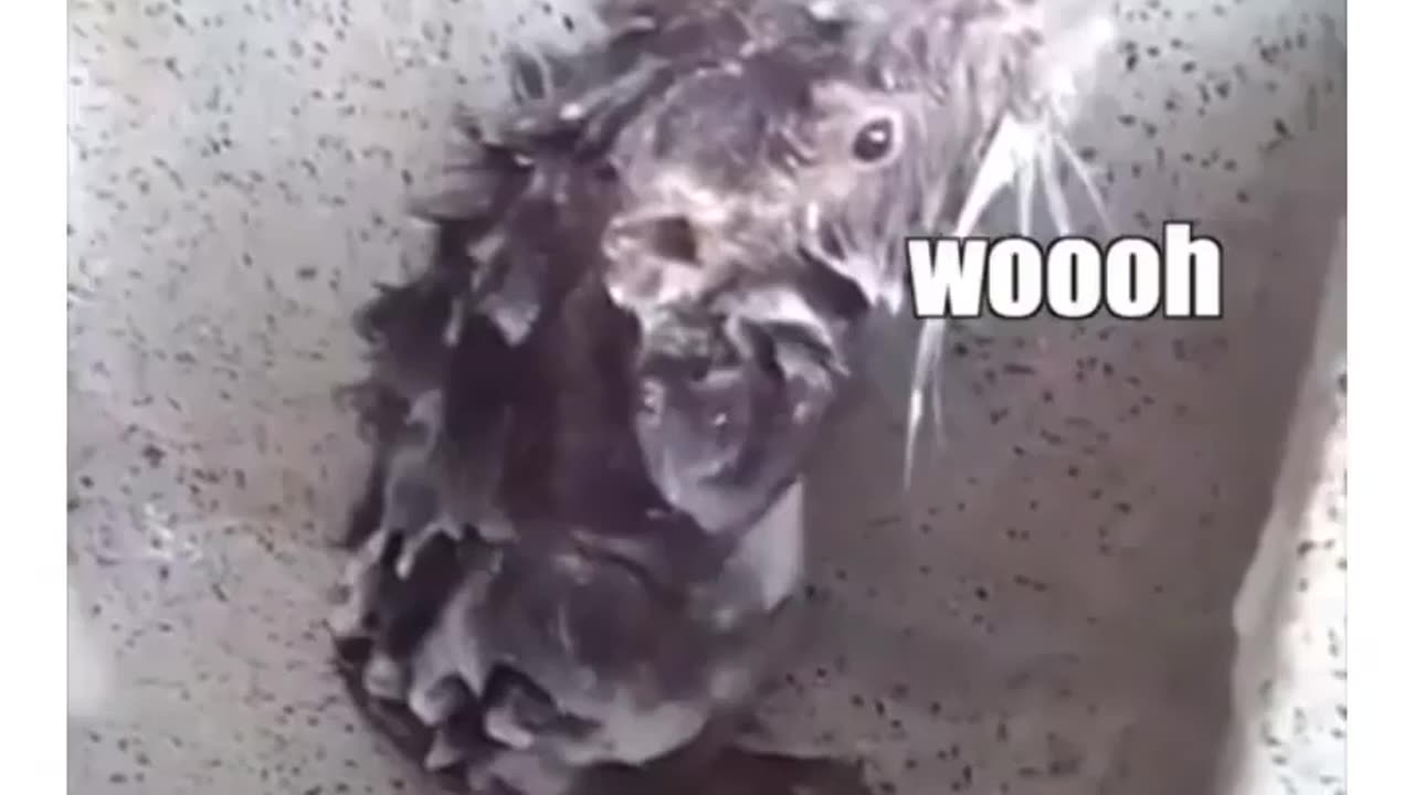 The Best Rat Shower