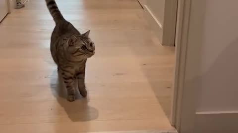 Cat funny video