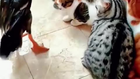 Duck vs Cat