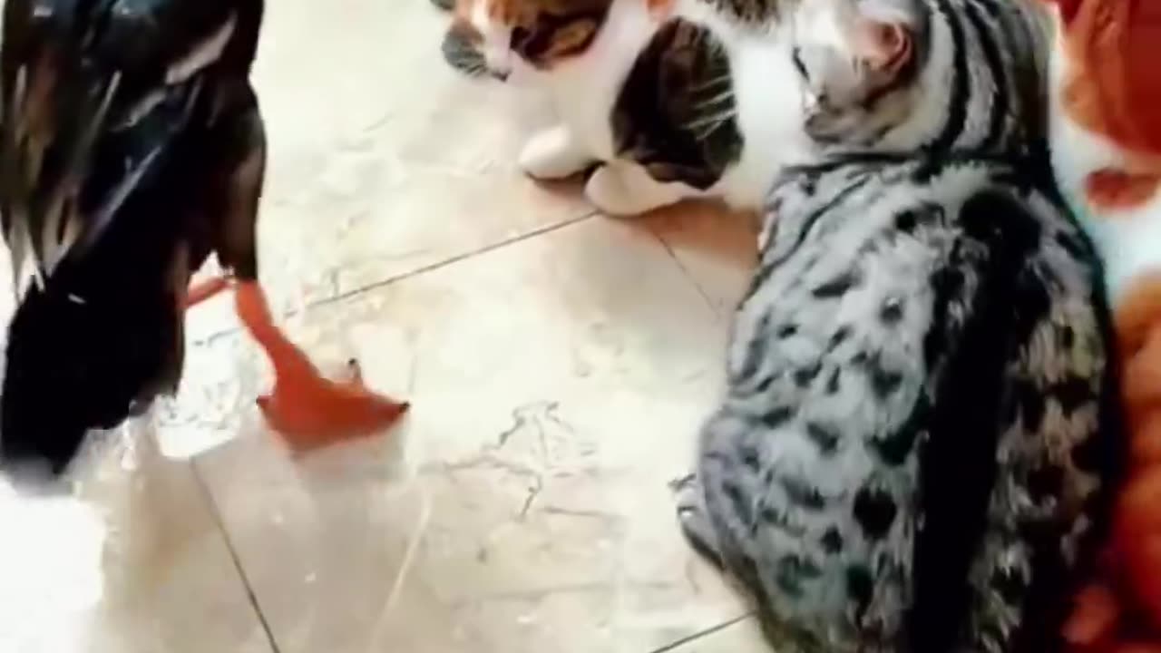 Duck vs Cat