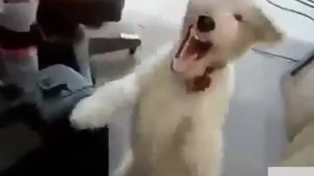 Well, the dog laughs. Fun dog.
