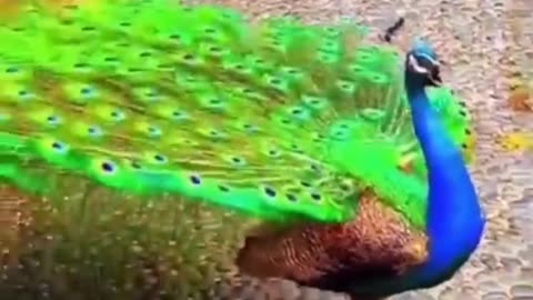 Beautiful peacock0