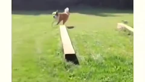 The Wacky World of Animals – Comedy Gold! 🐾💫🤣