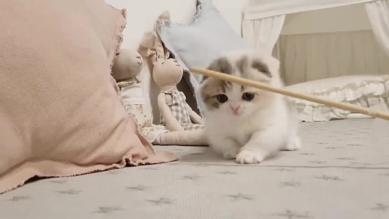 cute cat
