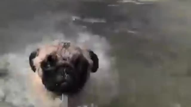 funny pugs