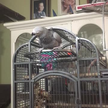 Greyson is a good boy