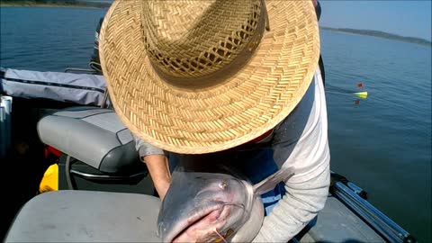 Blue catfish Eastern Kansas 4