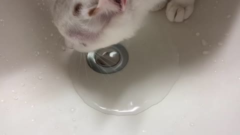 A cat drinking water.