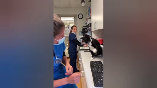 Funny cat with nurse