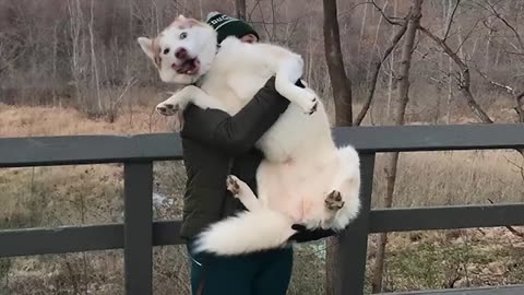 Huskies Are Really Big Drama Queens! 🤣