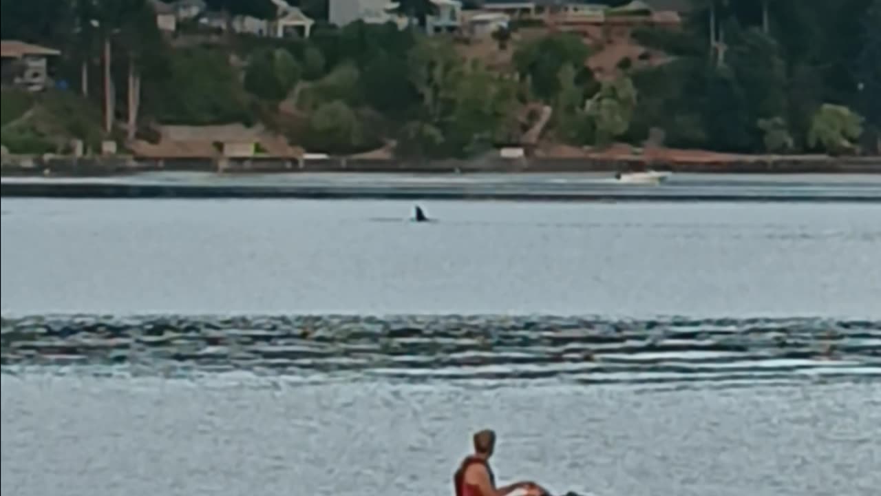 ORCAS!