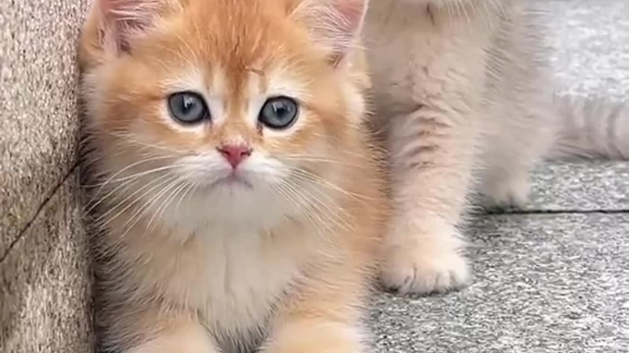 Cute cat video