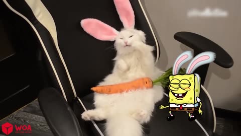 Funny Animal Videos 2023 😇 - Funniest Dogs and Cats Videos 😁 Spongebob in Real Life Woa Doodles