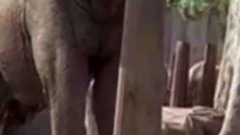 Elephant Showed Amazing Balancing Technique #shorts #viral #shortsvideo #video