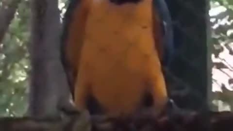 Funny video Funny Rave Parrot 😁😂