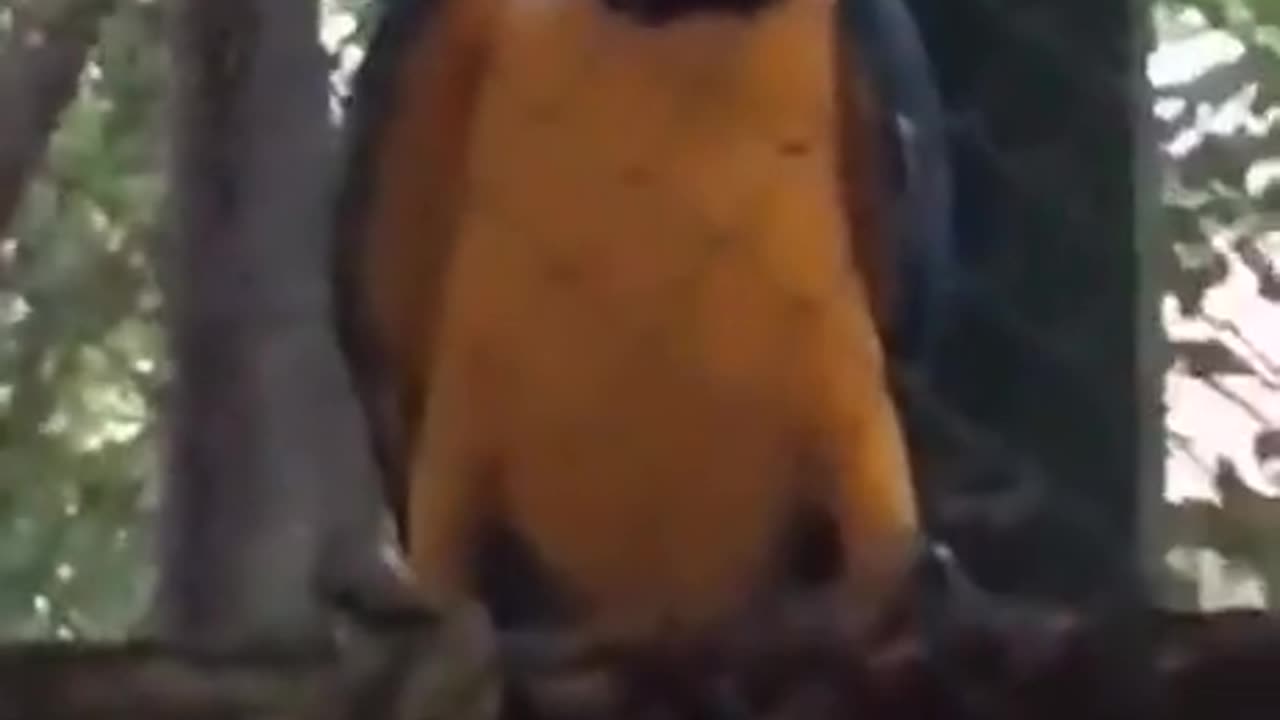 Funny video Funny Rave Parrot 😁😂