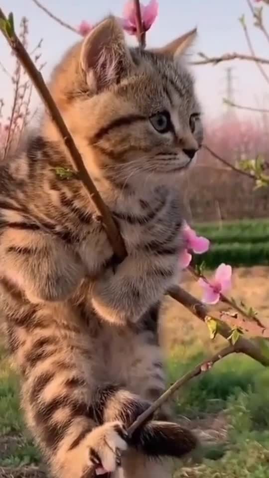 spring cat