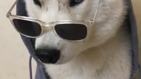 Cool Dog Soul Rapper