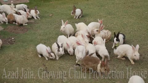 Cute Animal Rabbits as Pets Video _ Rabbit Farming in India _ Indian Rabbit _ ढेर सारे खरगोश