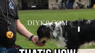 Free-Shaping With an Australian Shepherd