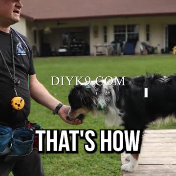 Free-Shaping With an Australian Shepherd