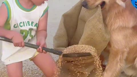 Dogs also have to help with farm work during busy seasons #HumanCubs #Cute Baby#Golden Retriever