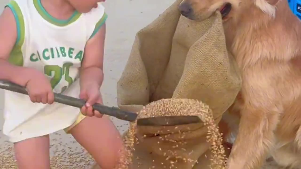 Dogs also have to help with farm work during busy seasons #HumanCubs #Cute Baby#Golden Retriever