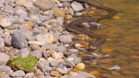 Frog Dives to Escape the Hungry Snake!