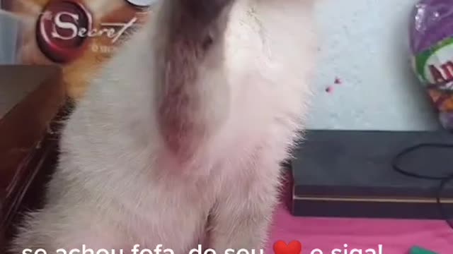 CAT NINHA TIKTOK BRAZILIAN ❤️