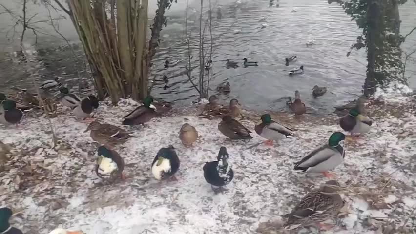 *NEW TREND* Time Warp Scan TikTok Compilation, but DUCKS